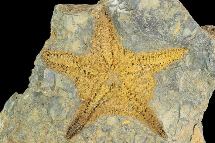 Ordovician Starfish (Petraster?) - Morocco #100131